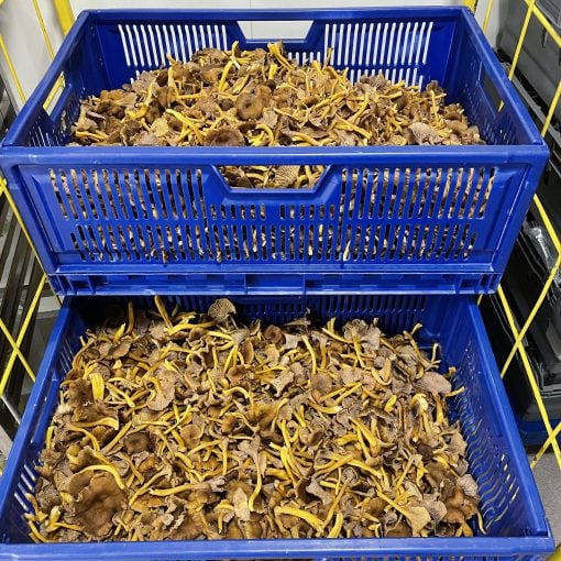 Uppländska Trattkantareller 2kg - Bild 3