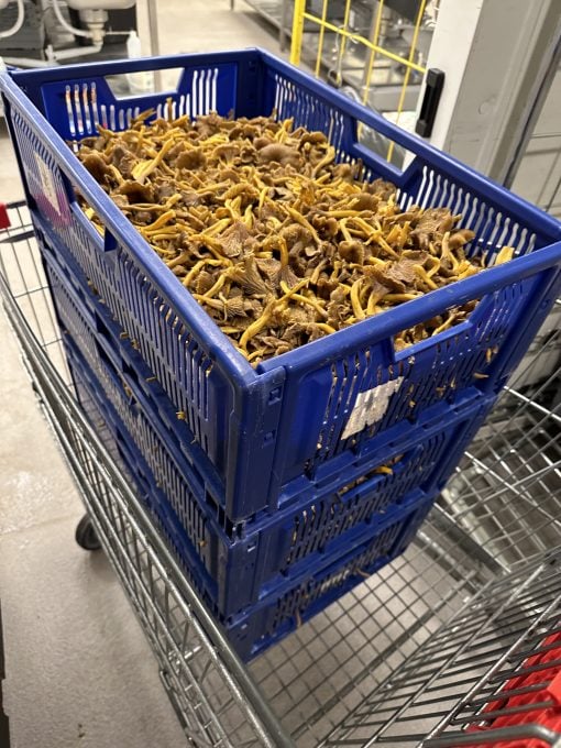 Uppländska Trattkantareller 2kg - Bild 4
