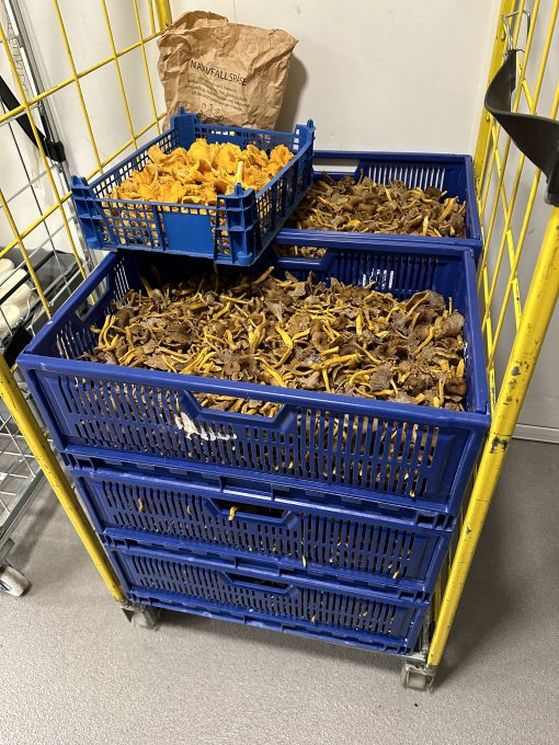 Uppländska Trattkantareller 2kg - Bild 5