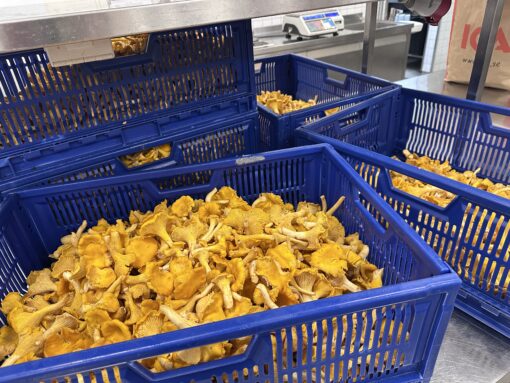 Uppländska Kantareller 2kg
