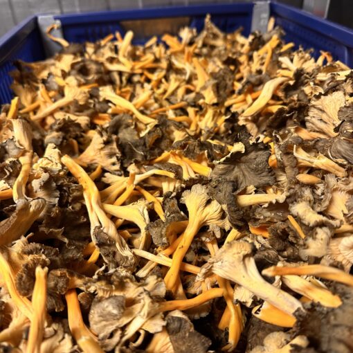 Rödgul Trumpetsvamp 2kg